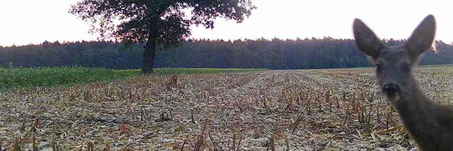 Rehwild: Nach der Maisernte